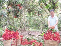 Sản Xuất Chôm Chôm VietGAP Xã Vĩnh Bình Hướng Phát Triển Phù Hợp