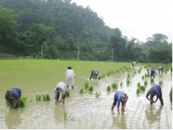 Tập Trung Cấy Xong Trong Tháng 2