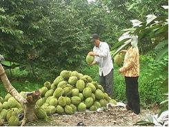Nông Dân Xử Lý Sầu Riêng Nghịch Vụ Cho Thu Nhập Cao