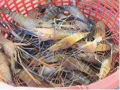 Huyện Thới Bình (Cà Mau) Thu Hoạch Tôm Càng Xanh