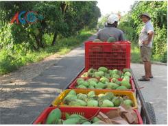 An Giang Trồng Xoài Xuất Khẩu, Mang Ngoại Tệ Về Cho Tỉnh