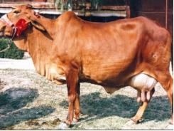 Bệnh lê dạng trùng ở đàn bò và biện pháp phòng trị
