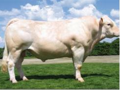 Bò Charolais