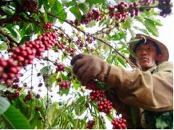 Cà phê Việt Nam - một năm đầy sóng gió