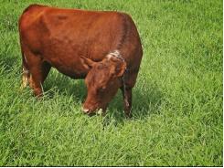 Chọn bò cái hướng thịt và kỹ thuật chăm sóc, nuôi dưỡng