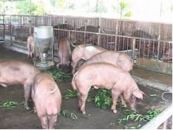 Giảm mùi hôi ở thịt lợn đực có trọng lượng nhẹ và sạch
