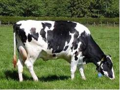 Khắc phục hiện tượng chậm sinh - vô sinh ở bò sữa