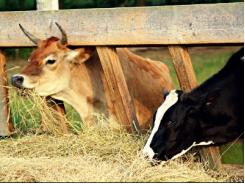 Kỹ thuật chăm sóc, nuôi dưỡng bò đẻ và bê con