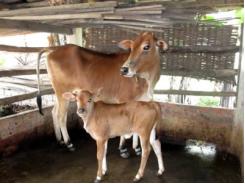 Kỹ thuật chăn nuôi bê trong giai đoạn bú sữa
