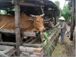 Kỹ thuật nâng cao hiệu quả thụ tinh nhân tạo cho bò trong nông hộ