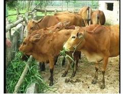 Hướng lai tạo các giống bò chuyên thịt ở Việt Nam