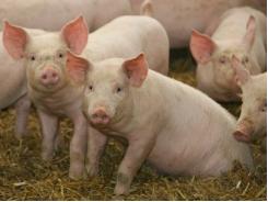 Xây dựng chế độ ăn chăn nuôi mà không có kháng sinh: các vấn đề chi phí