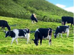 Nghiên cứu các gien kháng kháng sinh qua phân bò sữa