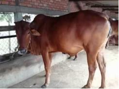 Phương pháp chăm sóc, nuôi dưỡng bò cái chửa