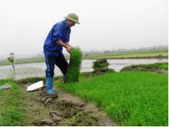 Tìm nước tưới dưỡng, loại bỏ mạ già