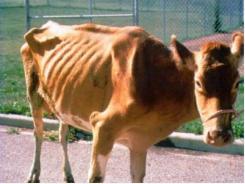 Diseases of Cattle: Johne's Disease