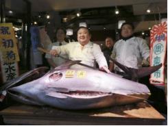 Cá ngừ 212 kg giá hơn 14 tỉ đồng