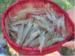 Genetics key to maximum growth rate for shrimp