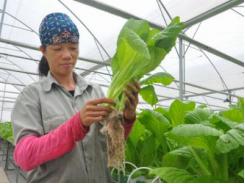 Đại gia làm nông nghiệp: “Mật ngọt” và “vị đắng”