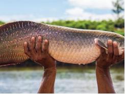 Pirarucu culture in the Brazilian Amazon