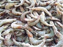 Cargill announces one-of-a-kind automated shrimp feed
