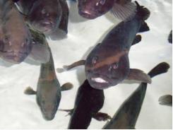 Increased density improves grouper feeding response, growth