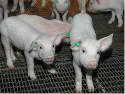 Weaning stress on piglets and their microbiota
