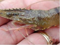 How to prevent your shrimps from white spot disease ?