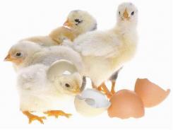 5 pointers for profitable broiler production
