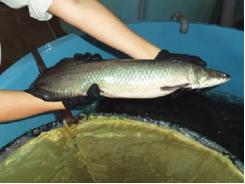 Soy-based feeds evaluated for production of Amazonian paiche