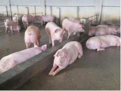 Dốc cơ nghiệp tạo thương hiệu “Lợn sạch Tân Yên”