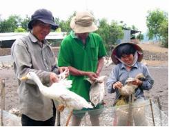 Đồng Tháp: Nuôi vịt an toàn sinh học