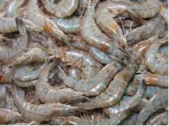 New Disease Detected in Vannamei Shrimps