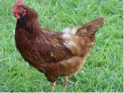 Avian influenza and the risk from backyard flocks