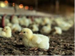 To prevent avian flu, Brazil bans farm visits