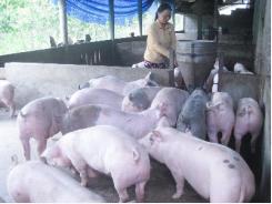 Giá lợn hơi giảm, người chăn nuôi gặp khó khăn