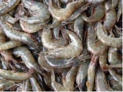 Vannamei Shrimp Key to Export Growth in India
