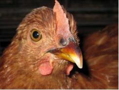 Avian flu spreading across Europe, Asia and Africa