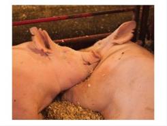 Health is the biggest barrier for rearing gilts in the US