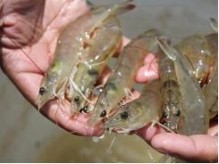 We can grow better shrimp, and in better ways
