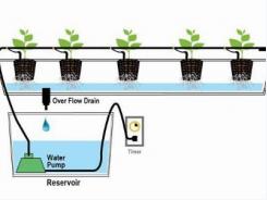 Completely Passive, Non-Recirculating Hydroponic Systems some Tips for Large Plants