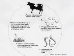 Diseases of Cattle: Internal parasites