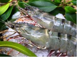 From forest to plate, a shrimp redefining ‘farmed’