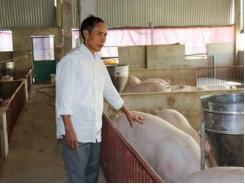 Bắc Ninh phát triển chăn nuôi hàng hóa