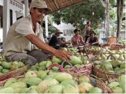Loay hoay xác định nông sản chủ lực: Không lo được đầu ra sản phẩm