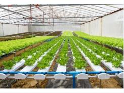 Planting density of various vegetable crops in hydroponic systems