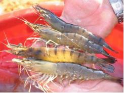 Regular population sampling of shrimp in ponds, part 1