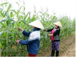 Giống ngô ngọt Thái Lan trồng ở Quỳnh Lưu thu hoạch cao