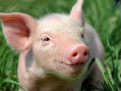 4 global pig meat trade data trends identified