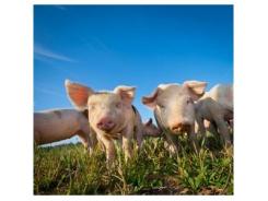 How to create a successful piglet feed